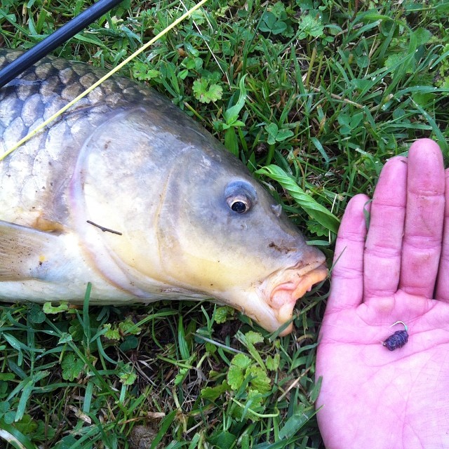 lure carp