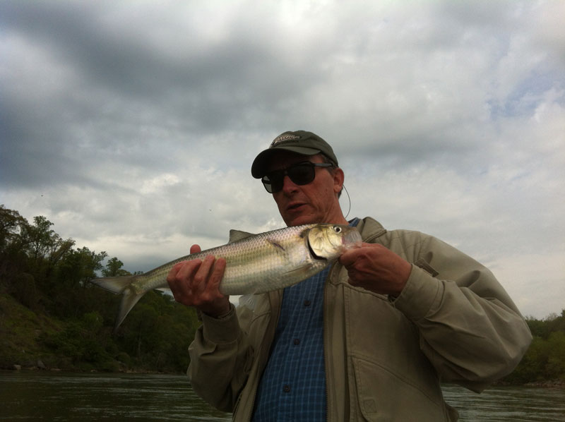 Tons of shad, few stripers