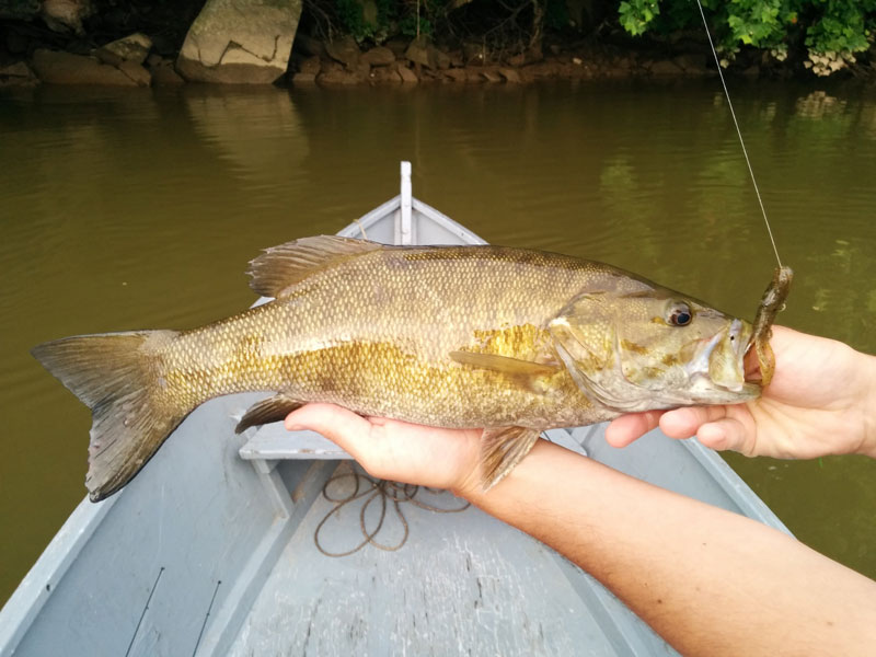 June 19, 2015 – Smallmouth and Walleye bite continues